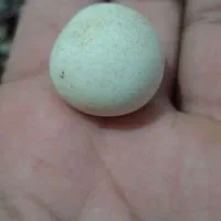 سنگ الماس اسیاب