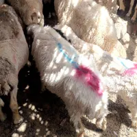 میش و بره