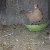 زرد کت سفید|پرنده|مشهد, مشکینی (شهرک غرب)|دیوار