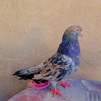 سور نر