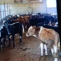 فروش گوساله اصیل سیمینتال هلشتاین نر و ماده