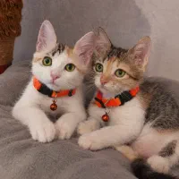 واگذاری رایگان بچه گربه
