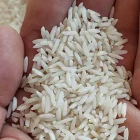 برنج سنگ طارم هاشمی