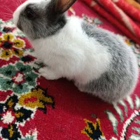 خرگوش فنجونی