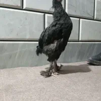 جوجه برهما بلک و خروس محلی|حیوانات مزرعه|خان ببین, |دیوار