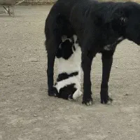 سگ قدرجونی واگذاری ماده