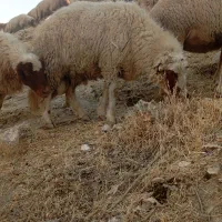 یک عدد کاوور ورن سنجابی|حیوانات مزرعه|دره شهر, |دیوار