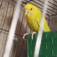 مرغ عشق نر|پرنده|ایلام, |دیوار