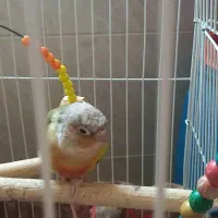 عروس هلندی وگرینچیک|پرنده|شفت, |دیوار