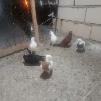 6تاکفتر