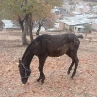 اسب ۱۱ماه بدونه مشکل