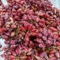 زرشک کوهی