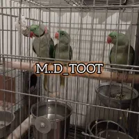 فروش ویژه جوجه شاه طوطی اسکندر.. (اصیل)