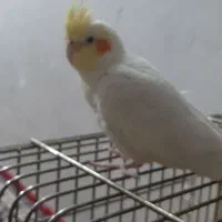 عروس هلندی نر