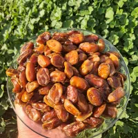 خرمابدون هسته شهر خشت