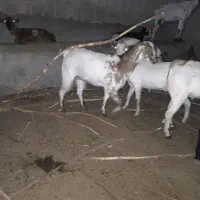 کهره و بره چاق گوشتی|حیوانات مزرعه|درگهان, |دیوار