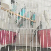 پرنده|پرنده|فردوس (خراسان), |دیوار