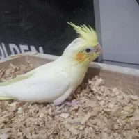 جوجه عروس|پرنده|بندرعباس, |دیوار