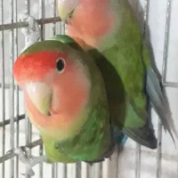 طوطی برزیلی