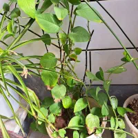 گل طبیعی هر گلدان ۱۰۰|گل و گیاه طبیعی|ساوه, |دیوار