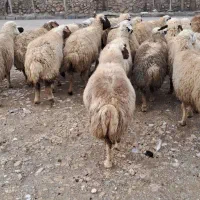 ۲۰ راس میش داشتی جوان شیره دار آبستن (بره قوچ)|حیوانات مزرعه|کرمانشاه, |دیوار