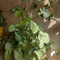 گلدان سینگولیوم