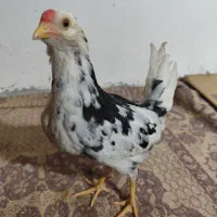 جوجه خروس گلین اصیل|حیوانات مزرعه|قرچک, داوود آباد|دیوار