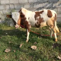 ورزا کوله گاو نر چالوسی اصیل و خوشگل