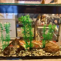 آکواریوم همراه وسایل ماهی