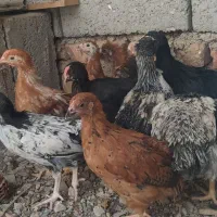 جوجه محلی 45 روزه