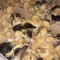 جوجه اردک یک روزه پکنی( ورامینی) اصلاح نژاد شده