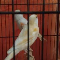 قناری موزاییکی|پرنده|آستانه اشرفیه, |دیوار