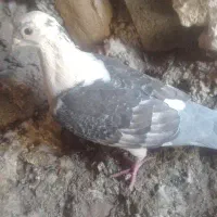 چند عدد کفتر قیمت مناسب