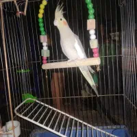 عروس هلندی نر