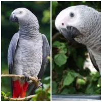 خرید کاسکو کاکادو آرا و فروش فقط جوجه