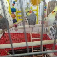عروس هلندی