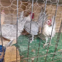 تخم نطفه دار براکل|حیوانات مزرعه|اصفهان, جاوان|دیوار