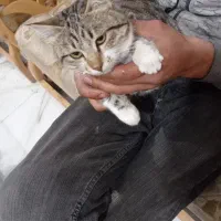 گربه خانگی|گربه|فیرورق, |دیوار