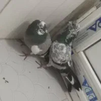 یک جفت نرو ماده مفت