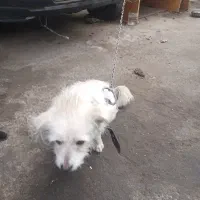 سگ ماده پیدا شده|حیوانات|اصفهان, ناژوان|دیوار