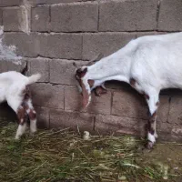 بز نژدی با گوسفند عربی درهندیجان