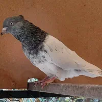 کبوتر کله سبز و هفترنگ نر و ماده و جوجه|پرنده|مشهد, شهرک ابوذر|دیوار