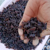فخری تازه و کاملا ارگانیک محصول باغ خودمون