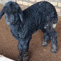 بره نر شیرخوار جنس|حیوانات مزرعه|سیجوال, |دیوار