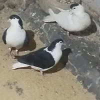 کبوتر ساده سیاه مفت مفت