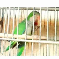طوطی راهب سبز و گیرینچیک مولد