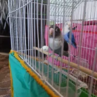 طوطی کوتوله جفت