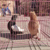 کبوتر سینه ای نر و ماده