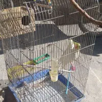 عروس هلندی لوتینو