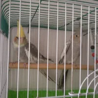 عروس هلندی سخنگو